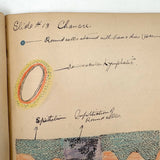 1901 Pathology/Bacteriology Marbled Cover Notebook with Gorgeous Colored Pencil Illustrations Throughout, NYC
