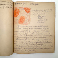 1901 Pathology/Bacteriology Marbled Cover Notebook with Gorgeous Colored Pencil Illustrations Throughout, NYC