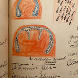 1901 Pathology/Bacteriology Marbled Cover Notebook with Gorgeous Colored Pencil Illustrations Throughout, NYC