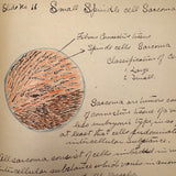 1901 Pathology/Bacteriology Marbled Cover Notebook with Gorgeous Colored Pencil Illustrations Throughout, NYC