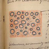 1901 Pathology/Bacteriology Marbled Cover Notebook with Gorgeous Colored Pencil Illustrations Throughout, NYC
