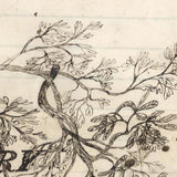 In Memory of My 19th Birthday, 1864, Ink Drawing in Period Frame