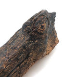 Old Folk Art Carved Found Wood Alligator Head