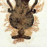 Lush Victorian Sea Moss Composition with Cut Paper Urn, Mid 19th Century, Period Oak Frame