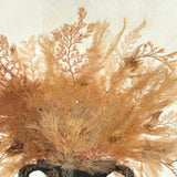 Lush Victorian Sea Moss Composition with Cut Paper Urn, Mid 19th Century, Period Oak Frame