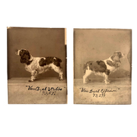Pair of Antique Cabinet Cards of "Van Dyck" Show Spaniels