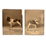 Pair of Antique Cabinet Cards of "Van Dyck" Show Spaniels