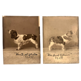Pair of Antique Cabinet Cards of "Van Dyck" Show Spaniels