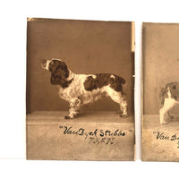 Pair of Antique Cabinet Cards of "Van Dyck" Show Spaniels