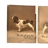 Pair of Antique Cabinet Cards of "Van Dyck" Show Spaniels