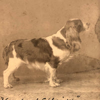 Pair of Antique Cabinet Cards of "Van Dyck" Show Spaniels