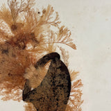 Victorian Sea Moss Composition with Cut Paper Horn, Mid 19th Century, Period Oak Frame