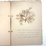 Victorian Sea Moss Specimens Album with Manuscript Poems, Boothbay Harbor and Nantucket