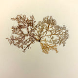 Victorian Sea Moss Specimens Album with Manuscript Poems, Boothbay Harbor and Nantucket