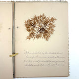 Victorian Sea Moss Specimens Album with Manuscript Poems, Boothbay Harbor and Nantucket