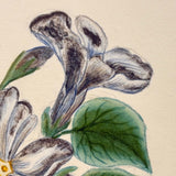 Bellflowers, Lovely 1872 Floral Watercolor Signed Marian Marcelin