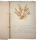 Victorian Sea Moss Specimens Album with Manuscript Poems, Boothbay Harbor and Nantucket