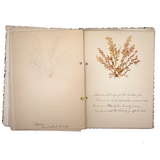 Victorian Sea Moss Specimens Album with Manuscript Poems, Boothbay Harbor and Nantucket