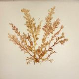 Victorian Sea Moss Specimens Album with Manuscript Poems, Boothbay Harbor and Nantucket