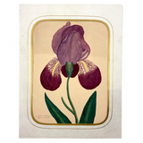Marian Marcelin's 1859 Watercolor Iris ("Drawn from a flower which I had raised"