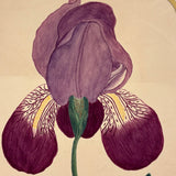 Marian Marcelin's 1859 Watercolor Iris ("Drawn from a flower which I had raised"