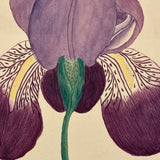 Marian Marcelin's 1859 Watercolor Iris ("Drawn from a flower which I had raised"