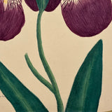 Marian Marcelin's 1859 Watercolor Iris ("Drawn from a flower which I had raised"