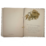 Victorian Sea Moss Specimens Album with Manuscript Poems, Boothbay Harbor and Nantucket