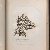 SOLD Abby Boutwell's 1881 "Seaside Gleanings" Sea Moss Album, Martha's Vineyard
