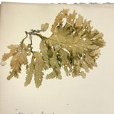 Victorian Sea Moss Specimens Album with Manuscript Poems, Boothbay Harbor and Nantucket