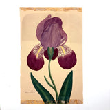 Marian Marcelin's 1859 Watercolor Iris ("Drawn from a flower which I had raised"