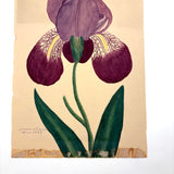 Marian Marcelin's 1859 Watercolor Iris ("Drawn from a flower which I had raised"