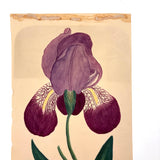 Marian Marcelin's 1859 Watercolor Iris ("Drawn from a flower which I had raised"