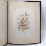 SOLD Abby Boutwell's 1881 "Seaside Gleanings" Sea Moss Album, Martha's Vineyard