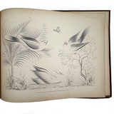 Scarce Copy of Williams & Packard's Original Gems of Penmanship, 1867, with Inked Calligraphy Dedication and Fantastic Alphabets