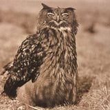Very Scholarly Looking Owl! Sepia Print Photo on Card