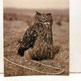 Very Scholarly Looking Owl! Sepia Print Photo on Card