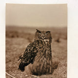 Very Scholarly Looking Owl! Sepia Print Photo on Card