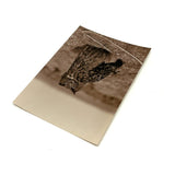 Very Scholarly Looking Owl! Sepia Print Photo on Card