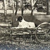 Young Man with Setter and Safety Bicycle, Ultra Sharp Paper Print from Glass Plate Negative c. 1900