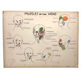 Muscles of the Head, Mid 20th Century Ink and Waterclor School Anatomy Diagram on Board