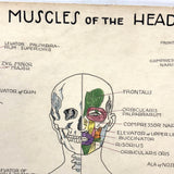 Muscles of the Head, Mid 20th Century Ink and Waterclor School Anatomy Diagram on Board