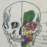 Muscles of the Head, Mid 20th Century Ink and Waterclor School Anatomy Diagram on Board