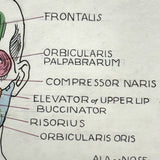 Muscles of the Head, Mid 20th Century Ink and Waterclor School Anatomy Diagram on Board