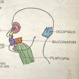 Muscles of the Head, Mid 20th Century Ink and Waterclor School Anatomy Diagram on Board
