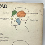 Muscles of the Head, Mid 20th Century Ink and Waterclor School Anatomy Diagram on Board