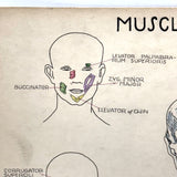 Muscles of the Head, Mid 20th Century Ink and Waterclor School Anatomy Diagram on Board