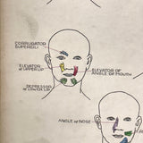 Muscles of the Head, Mid 20th Century Ink and Waterclor School Anatomy Diagram on Board