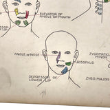 Muscles of the Head, Mid 20th Century Ink and Waterclor School Anatomy Diagram on Board