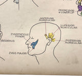 Muscles of the Head, Mid 20th Century Ink and Waterclor School Anatomy Diagram on Board